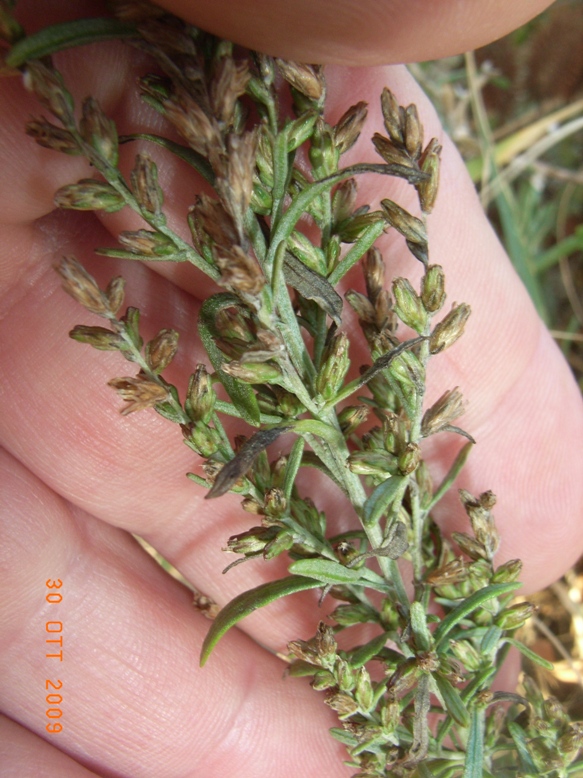 Artemisia caerulescens